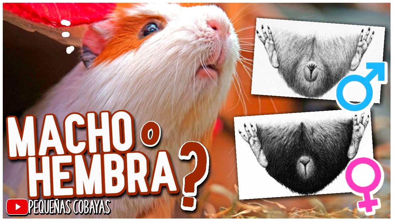 Como SABER si mi CUYO es HEMBRA O MACHO