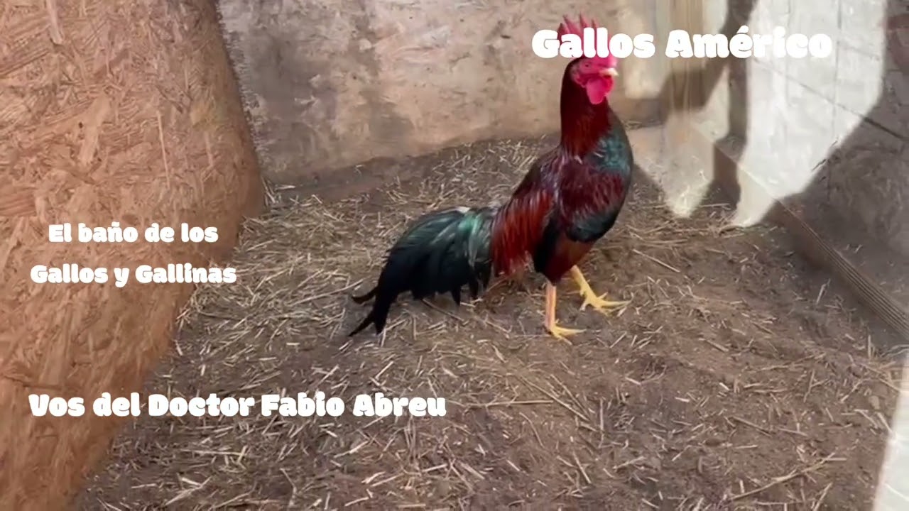 El Doctor Fabio Abreu nos habla del baño y las las medidas de firmar para los yankees