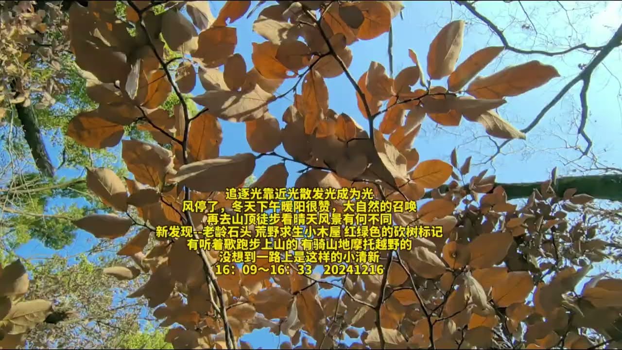 Yujia Mountain Hike: Sunlight Through Trees, Rustic Charm in Winter | 16 Dec 2024