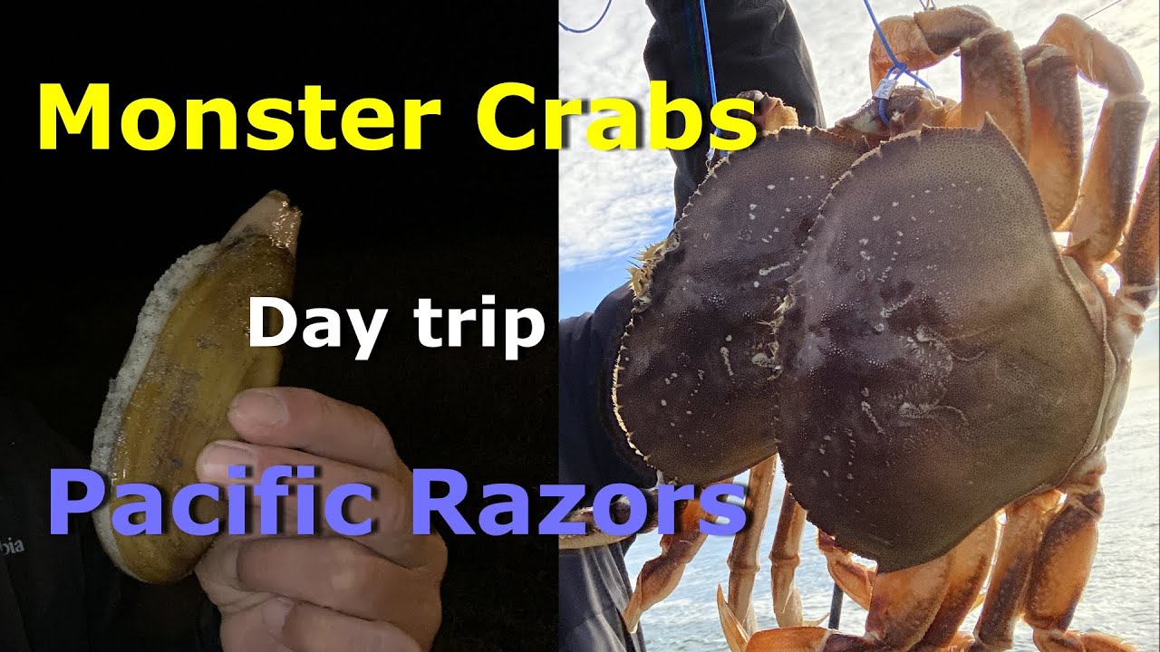 Catching monster crabs and digging for Pacific Razor clams