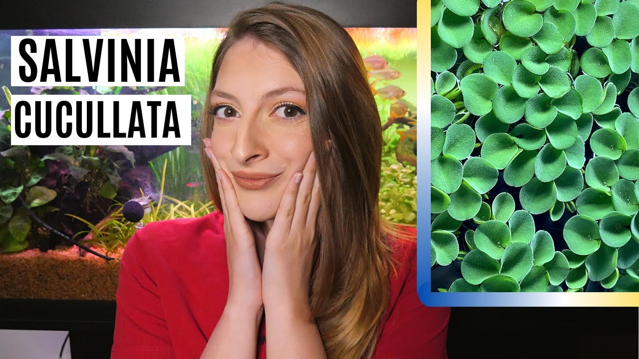 TUTTO SULLA SALVINIA CUCULLATA 🌿 Scheda tecnica