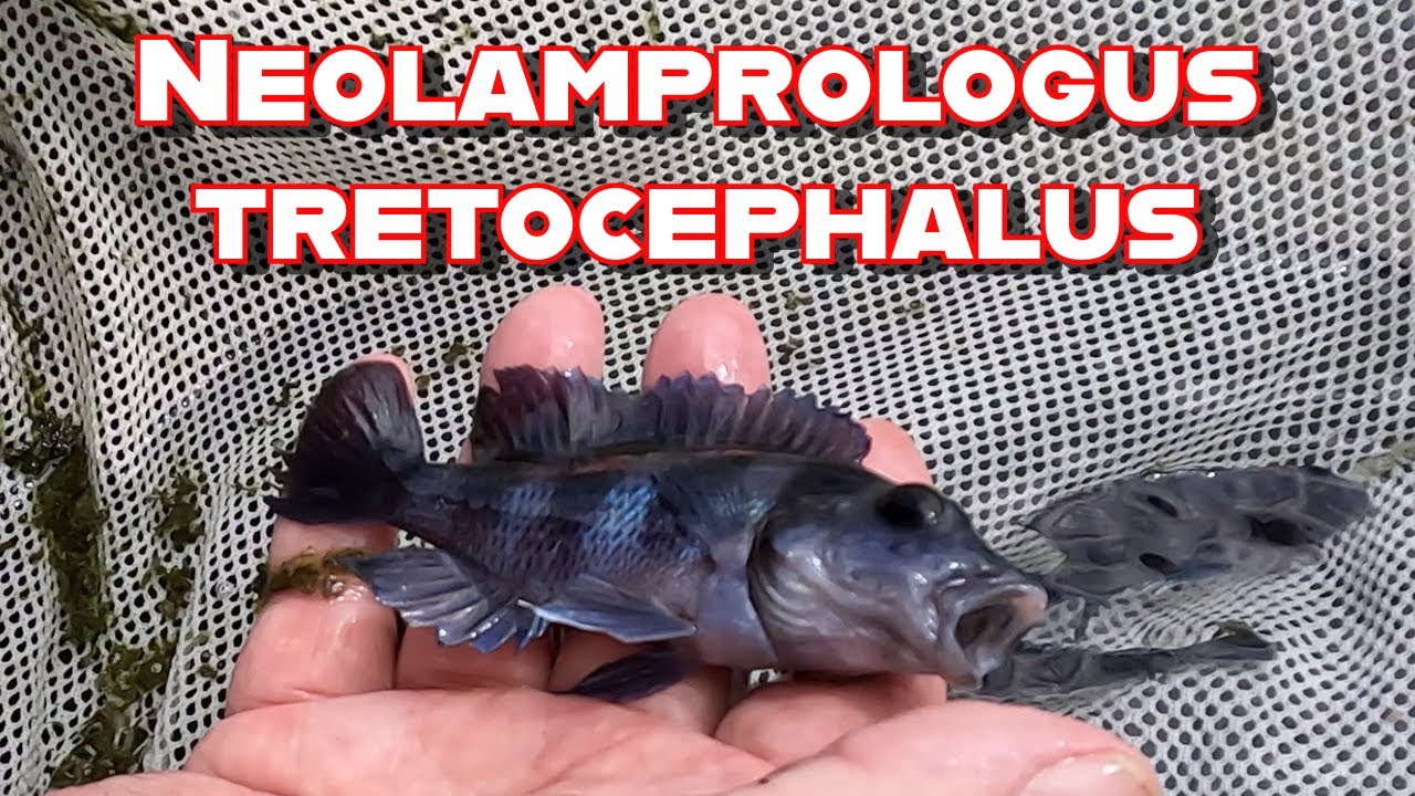 Перезагрузите Trets! Пятиполосый цихлид, Neolamprologus tretocephalus