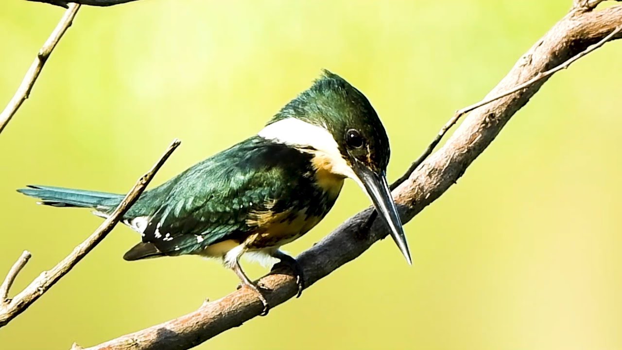 Martim-pescador-pequeno: fêmea na Espera! (Chloroceryle americana),  Green Kingfisher, Ave pescadora