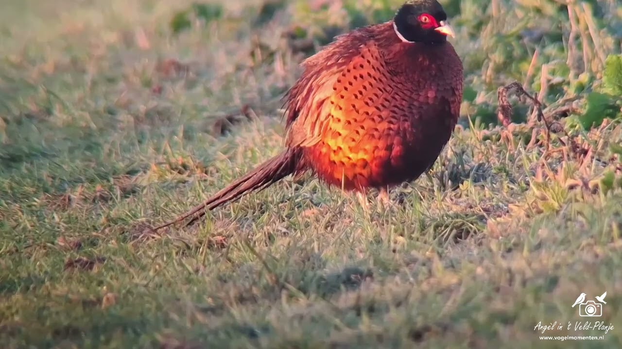 14 01 2026 Vogels in de Nieuwe Driemanspolder