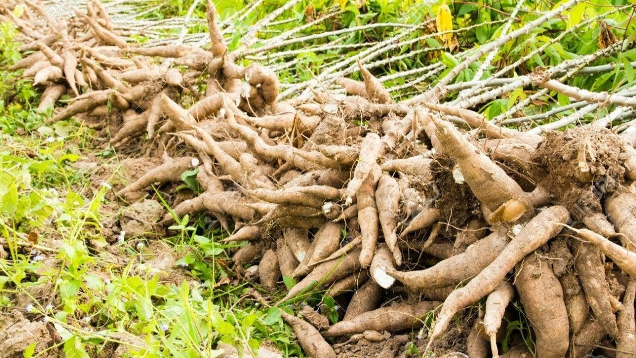 Plantio direto da mandioca aumenta produtividade e reduz custos das lavouras