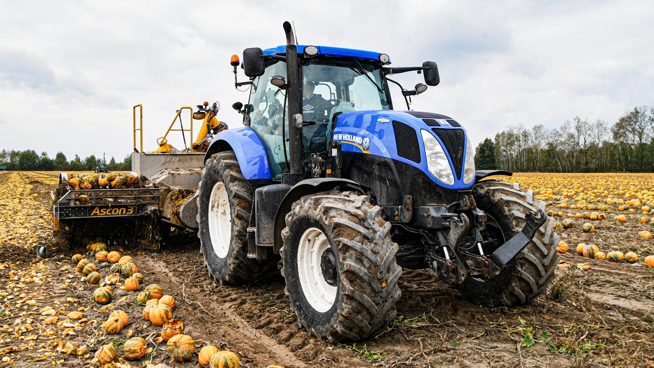 Zbiór dyni bez łupinowej z UR Mirex! New Holland T 7.210 Ascon 3 Phönix John Deere 6630!