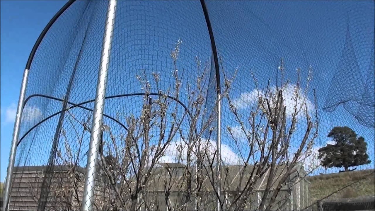 Bird proof Fruit Trees