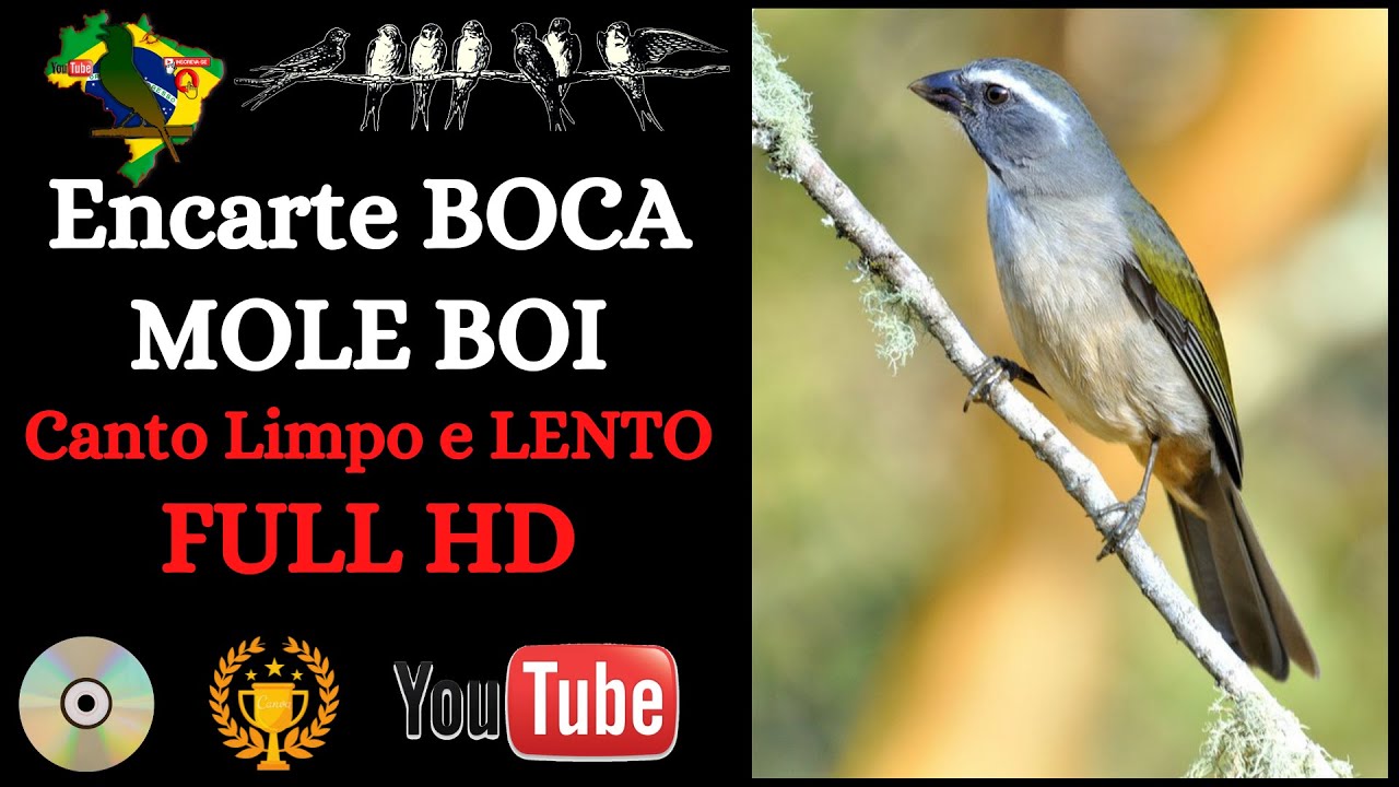 Trinca Ferro Boca Mole, com João Pedro Boi (mais lento e limpo)