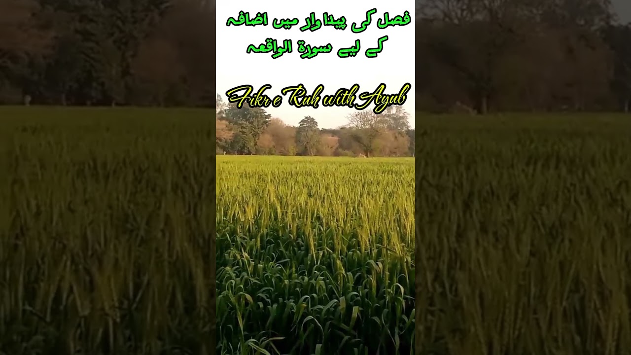 Fikr e Ruh with Ayub | فصل کی حفاظت کے لیے سورۃ الواقعہ کی تلاوت#barkat#quran#dua#crops#foryour