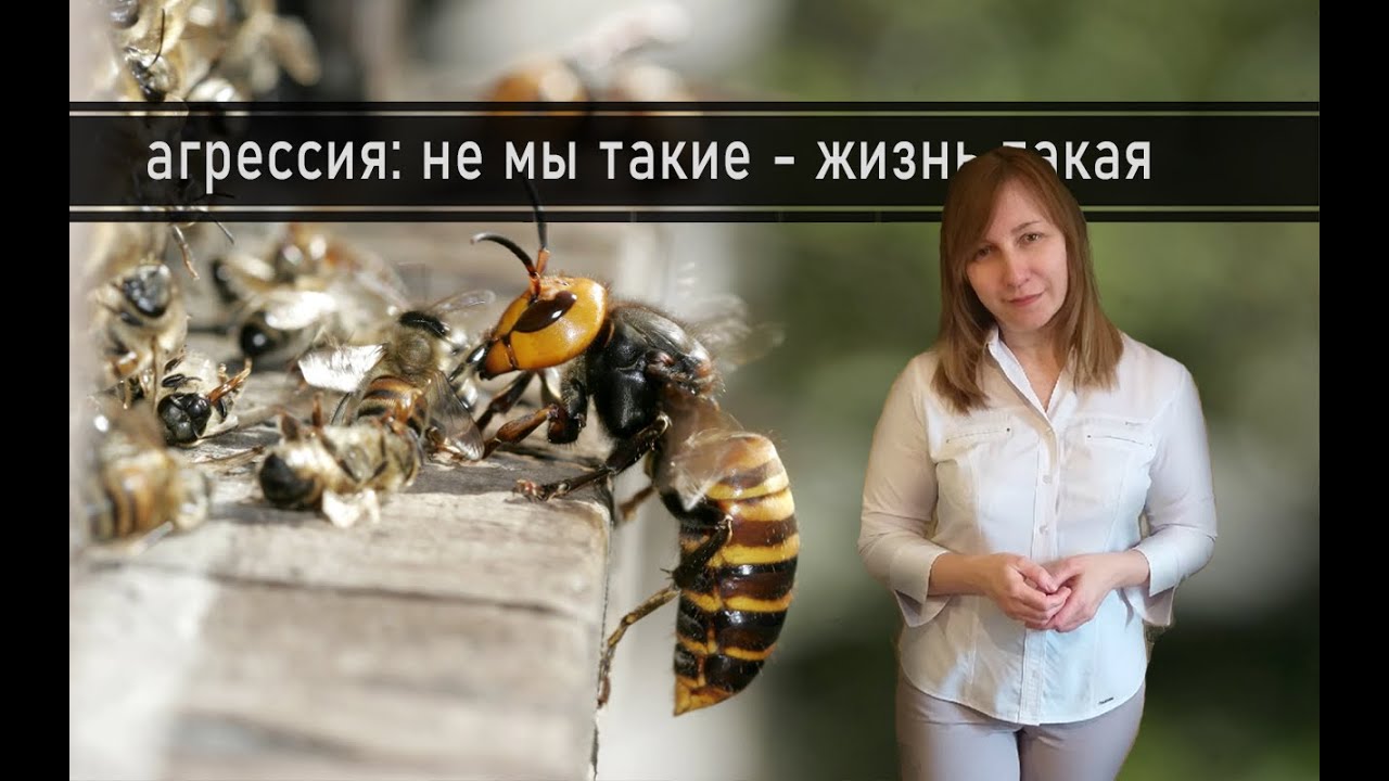 ВНЕШНИЕ ДЕТЕРМИНАНТЫ АГРЕССИИ. Конфликтология 79