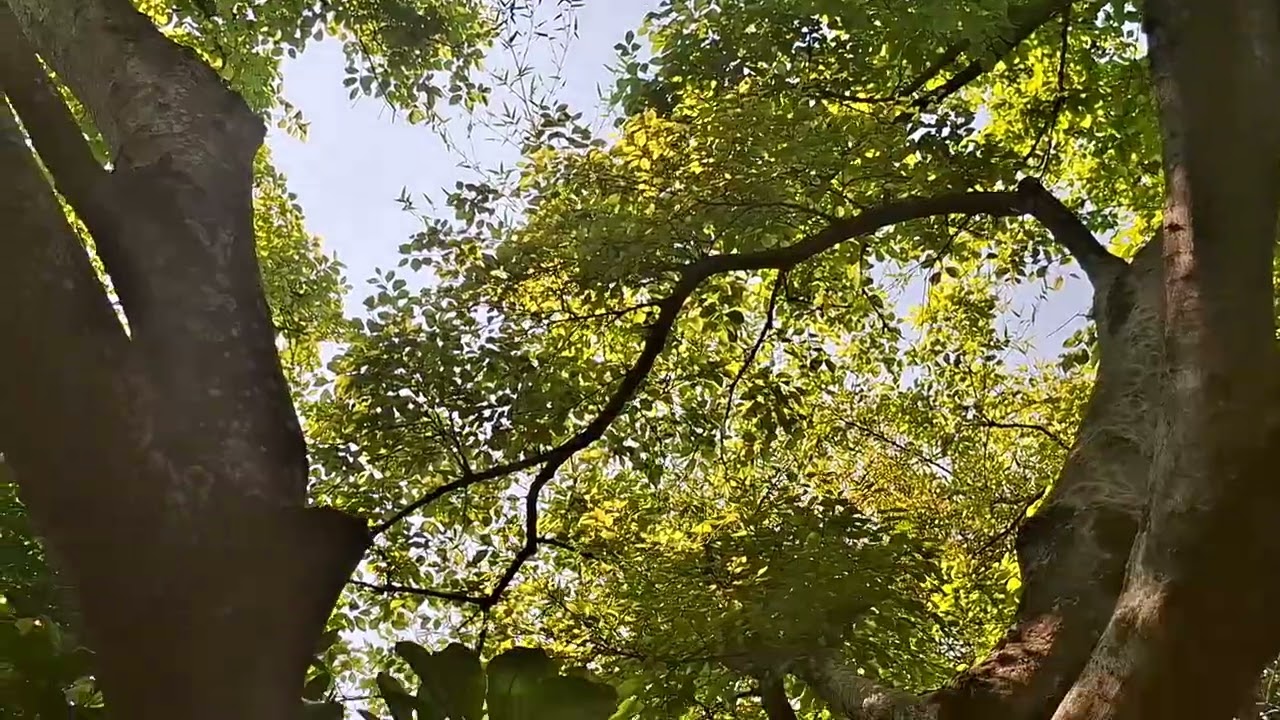 Piano Solo ，Calm Piano Music。Soft Classical Piano。Smooth & Relaxing Music。You Raise me Up。