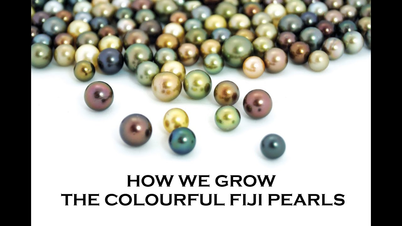 Fiji Pearls Part 1: The Process of growing pearls