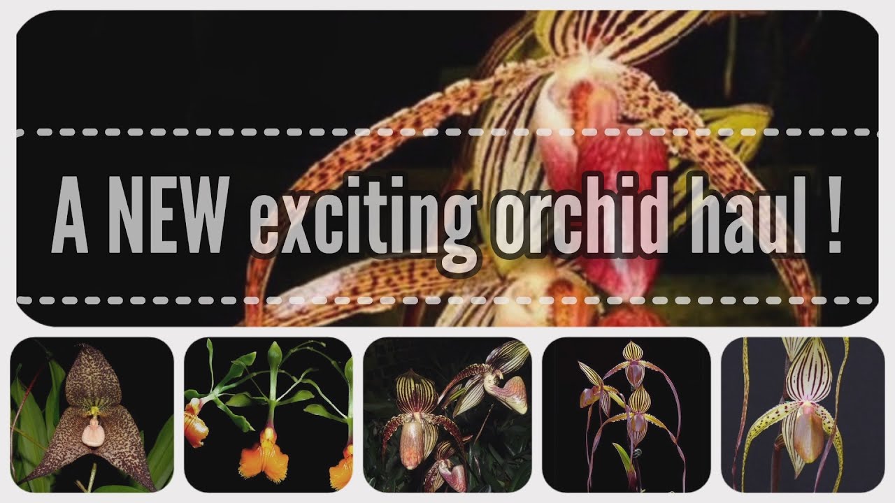 NEW Orchids and more orchid haul may 2023