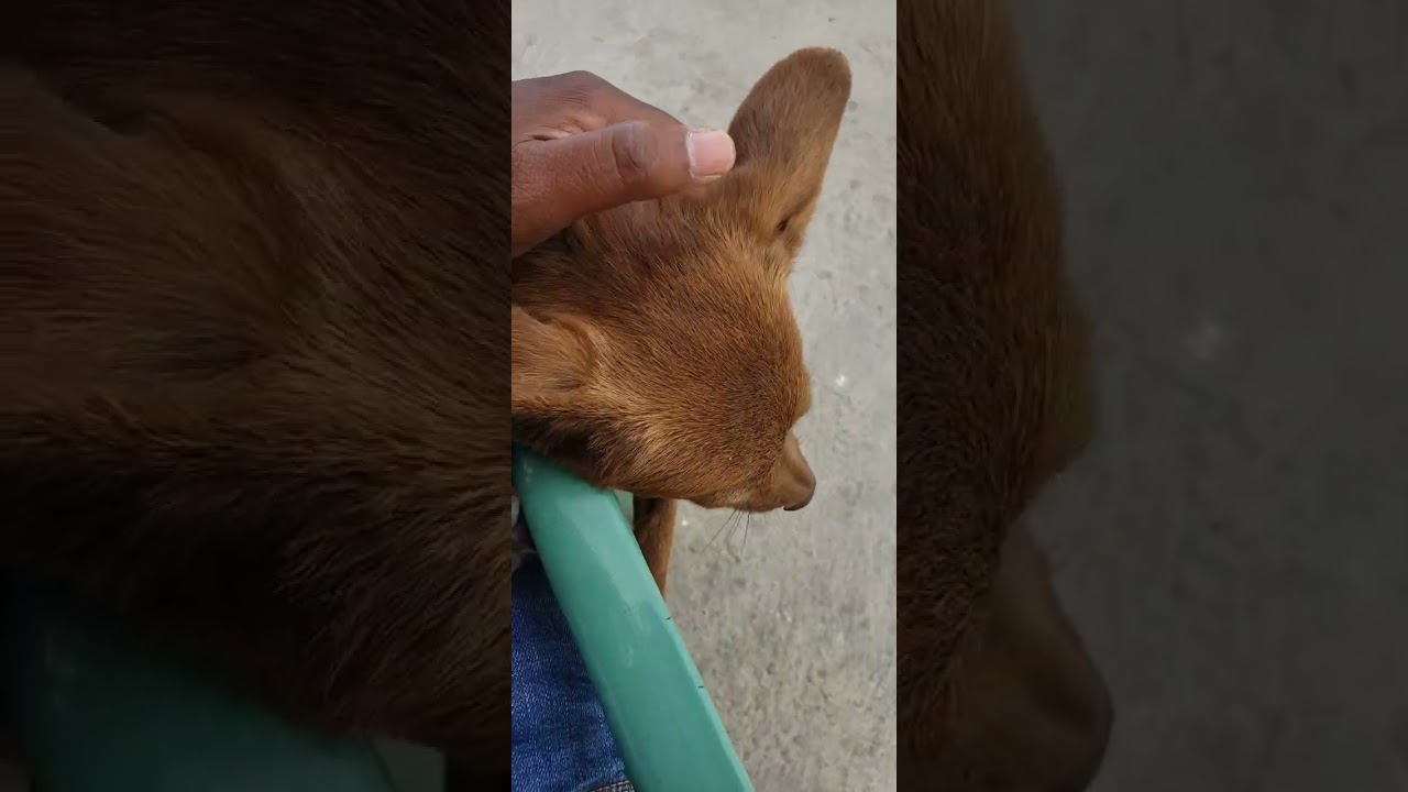 El perro más famoso de las redes sociales 🐶❤️ 