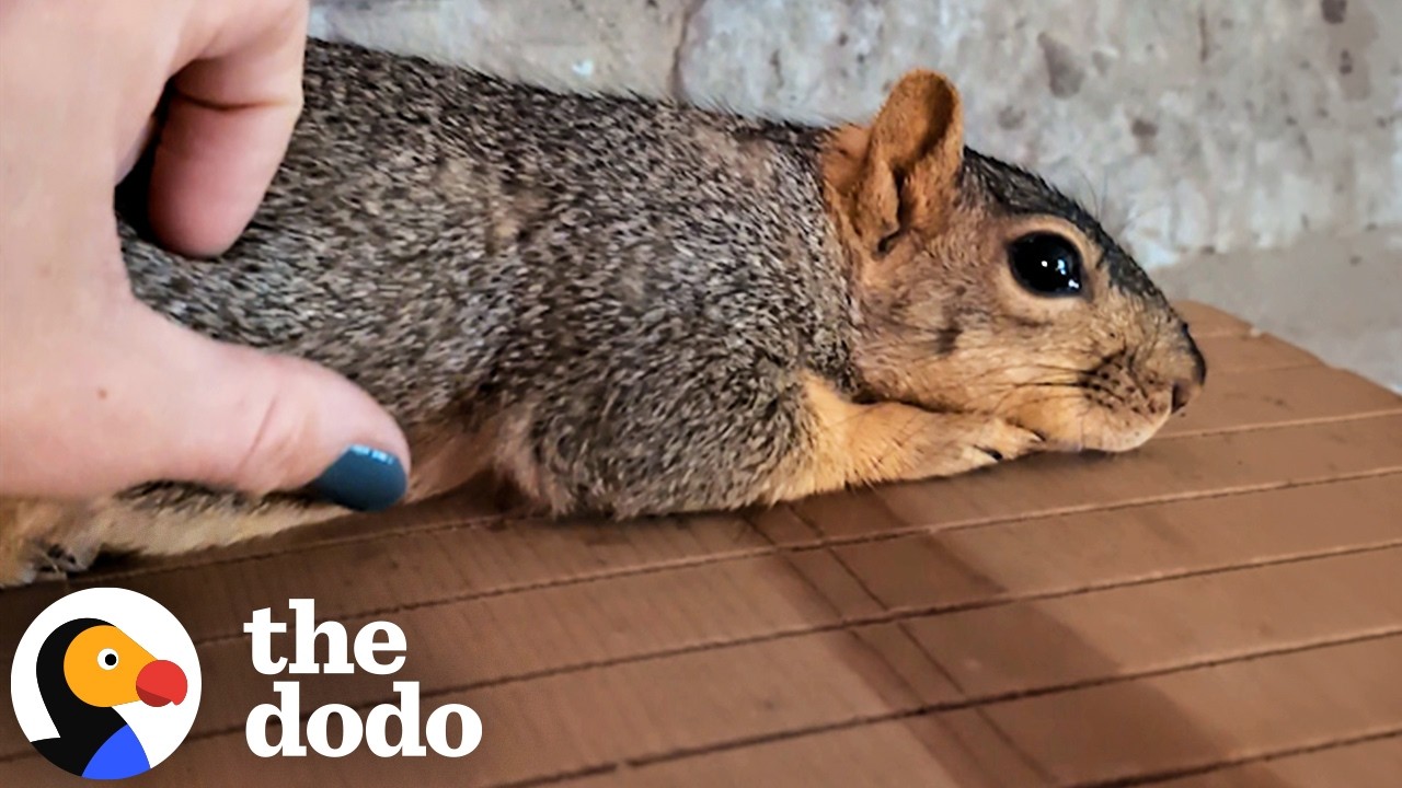 Беременная белка точно знает, к кому обратиться за помощью | The Dodo