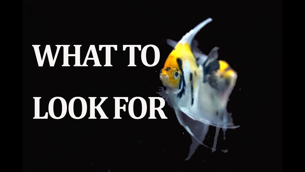 Choosing Healthy Aquarium Fish