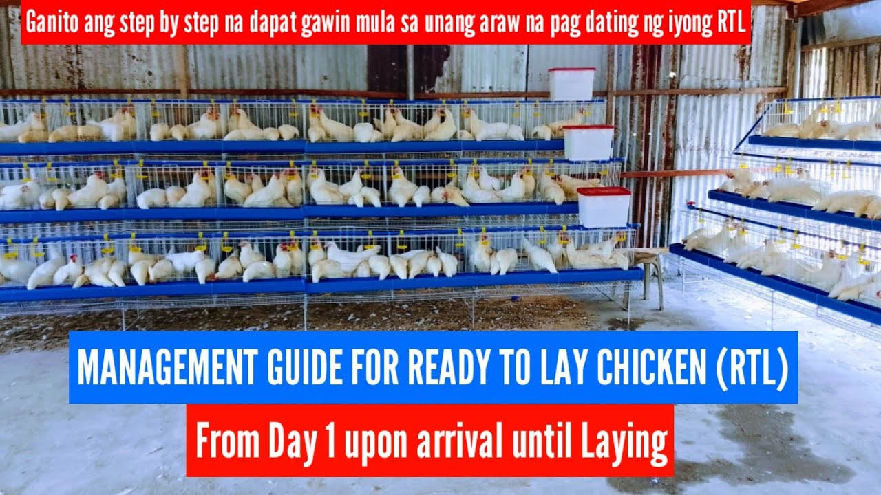 Management guide for ready to Lay Chicken (RTL) from day 1 upon arrival until laying