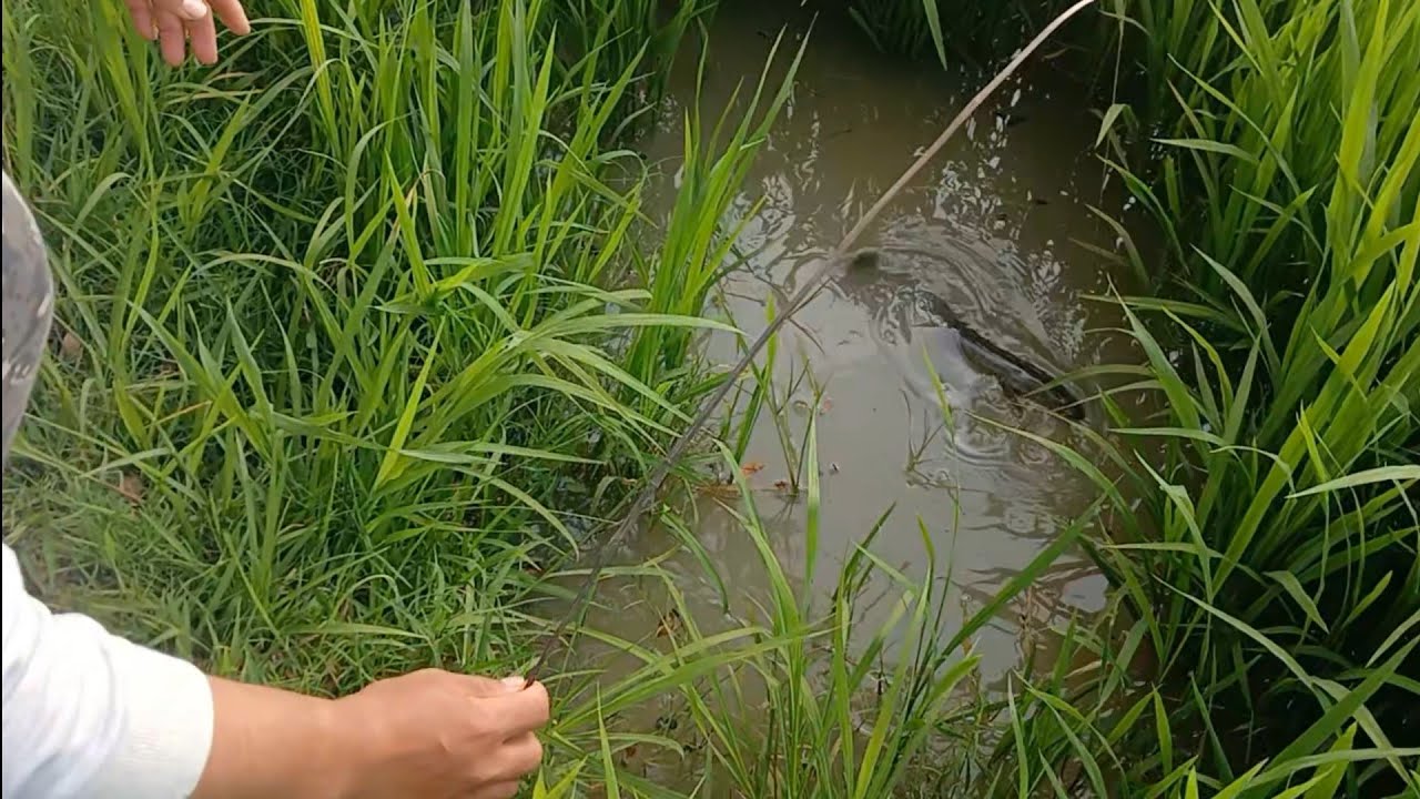 ទំនេរៗដាក់បង្កៃក្បែរផ្ទះ