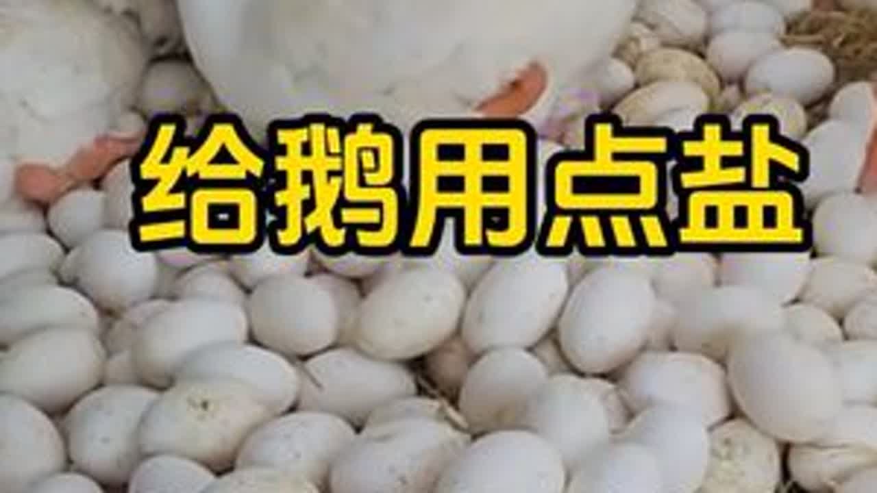 #鸡鸭鹅养殖