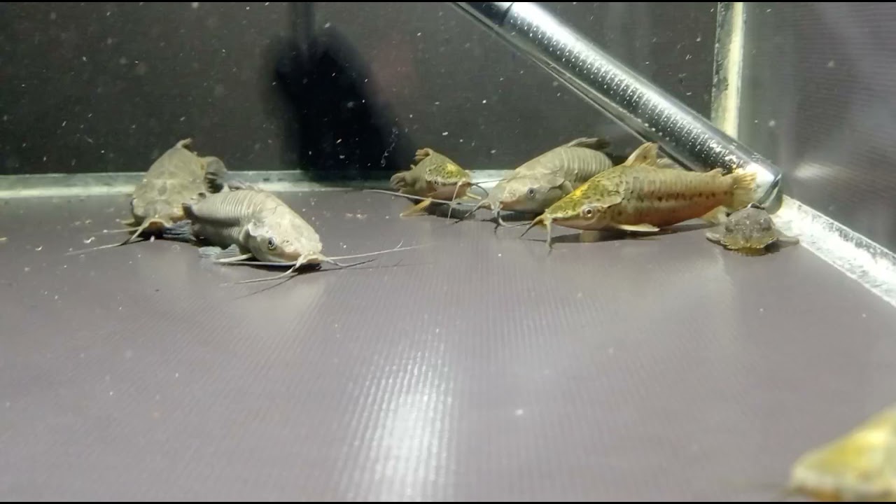 hoplosternum littorale