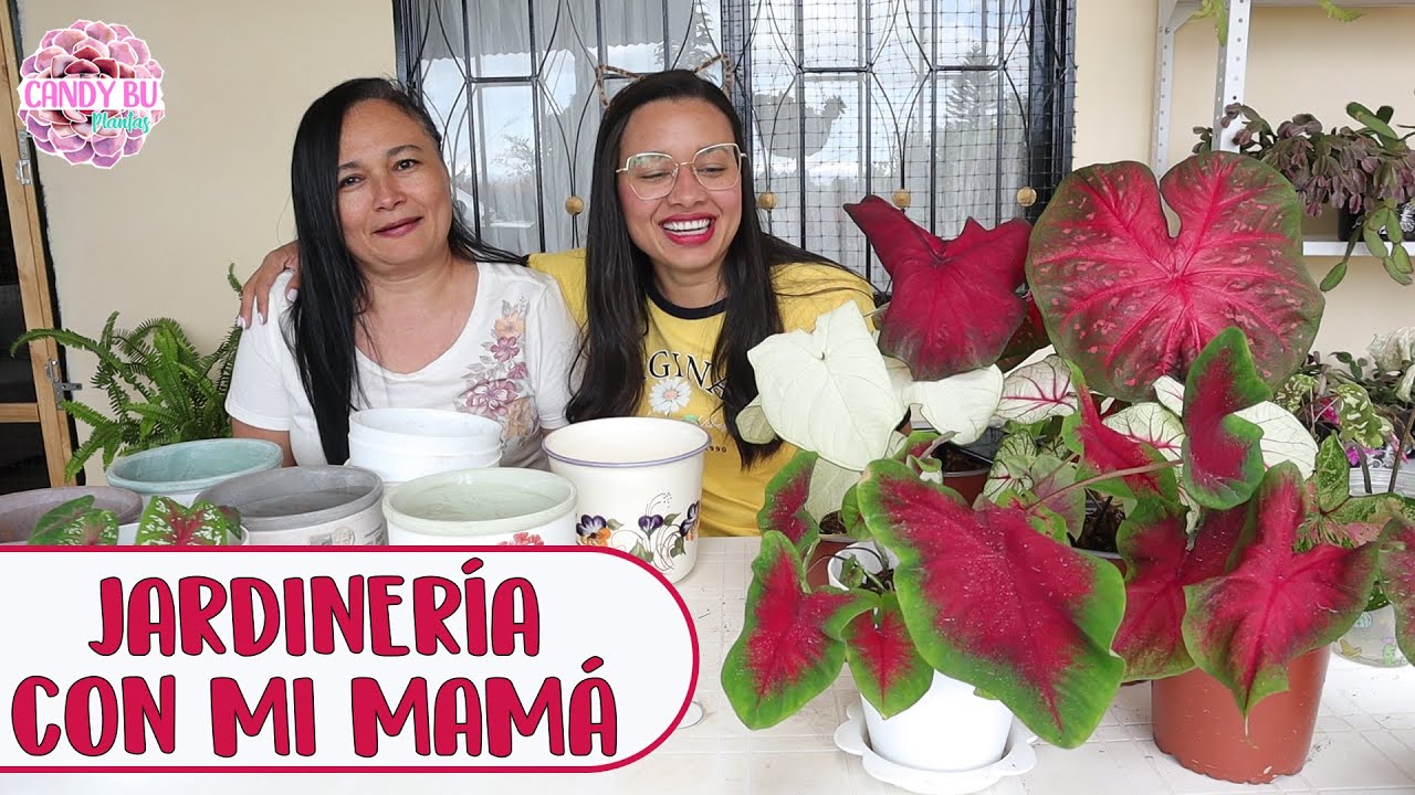 JARDINERÍA CON MI MAMÁ: Trasplantando Caladios │Candy Bu