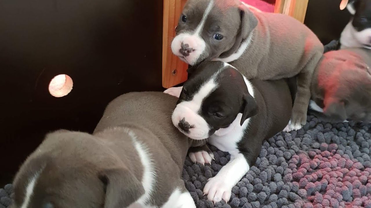 Welk puppy krijgen wij? #PuppyLove & Een Snuffelmat gemaakt #DIY