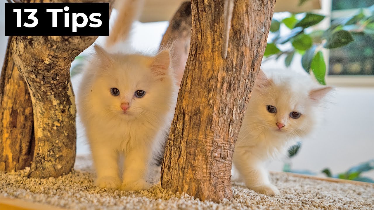 Советы тем, кто принёс домой котёнка (полное руководство для начинающих) | The Cat Butler