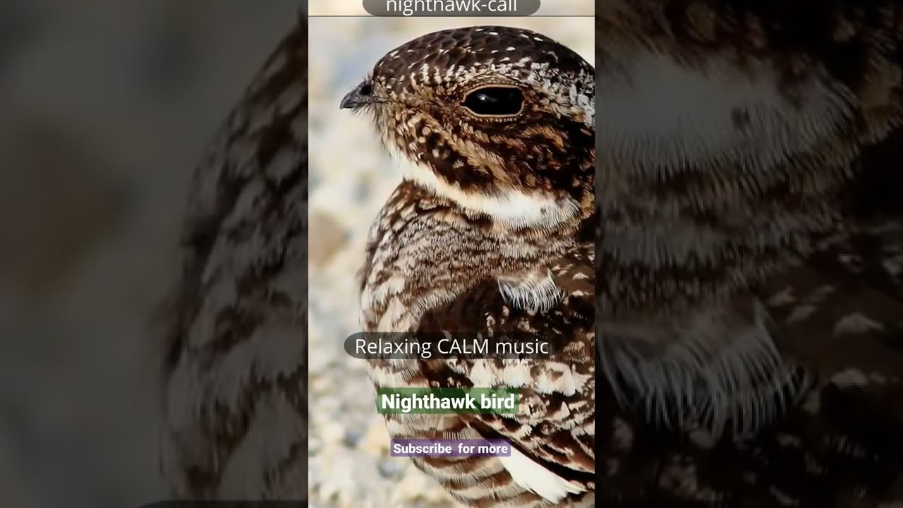Relaxing CALM Music |  nighthawk bird call sound