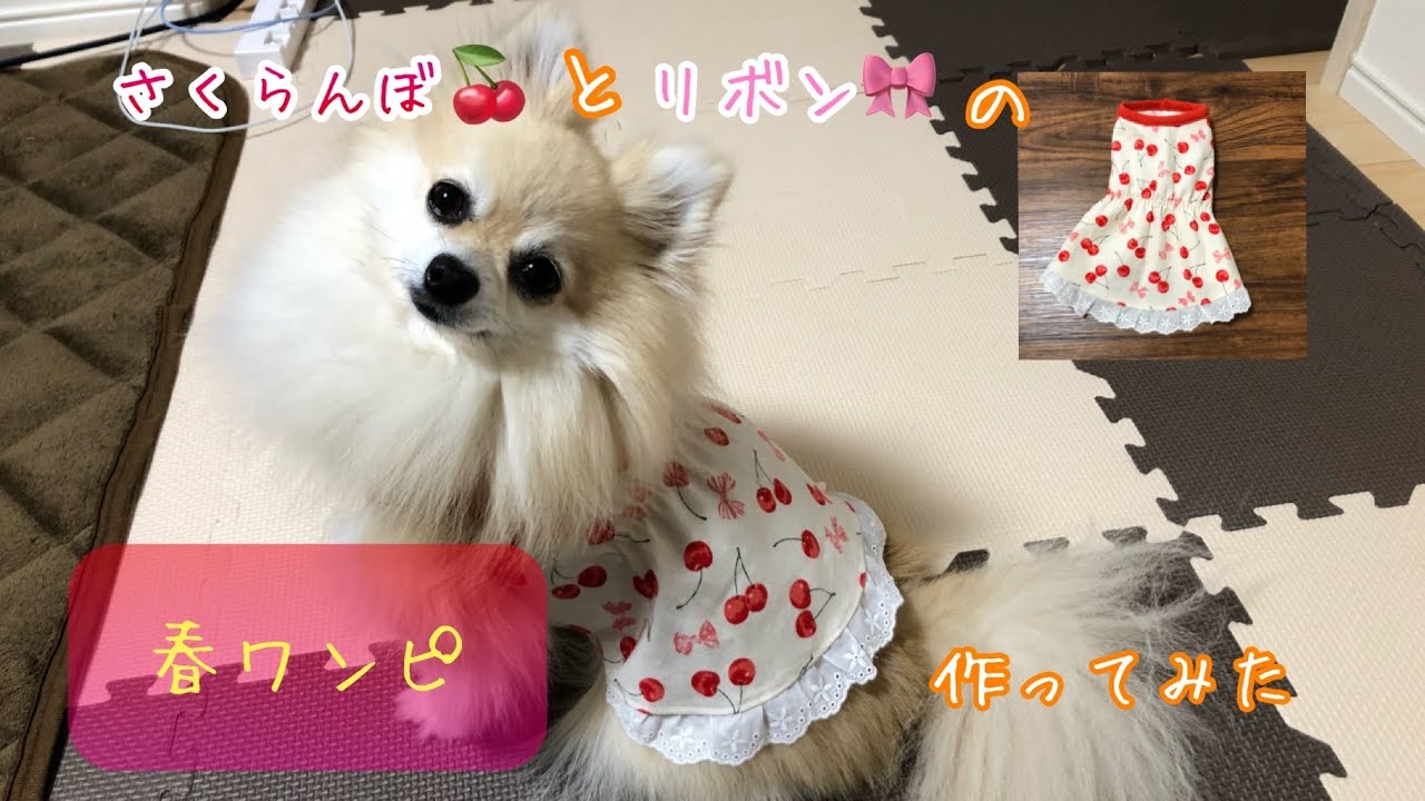 【犬服】さくらんぼとリボンの春ワンピ作ってみた🎶