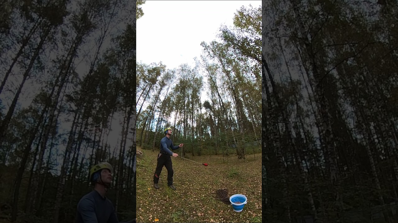 Валка деревьев с оттяжкой #treeclimbing #arboristlife #stihlrussia
