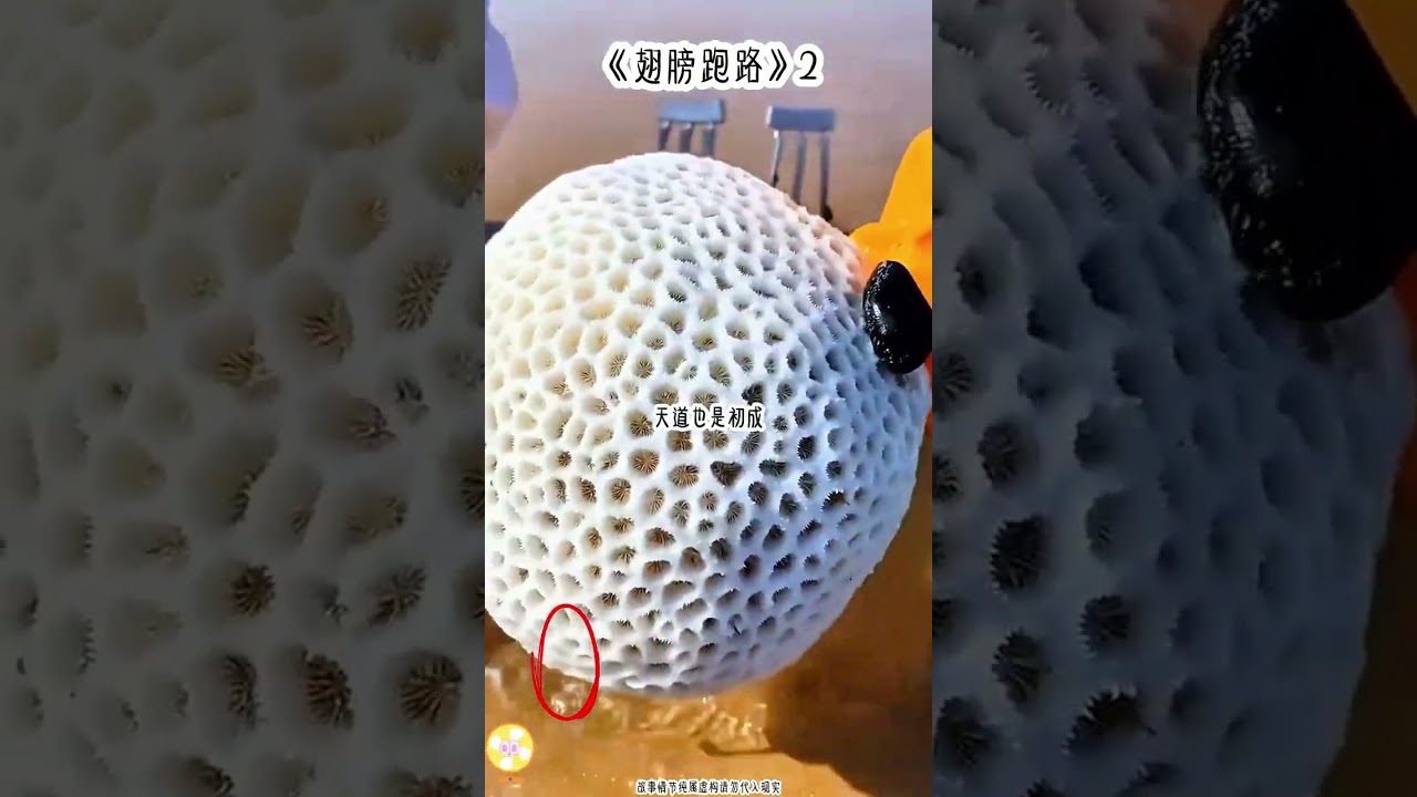 翅膀跑路#后续