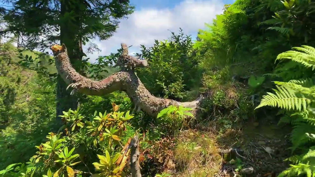 Alaca Yaylası Navruz Obası / Yaban mersini / &Ccedil;oban &ccedil;ileği yolculuğu