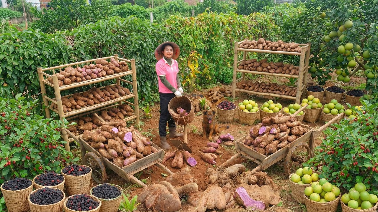 Relax With Harvest: Taro, Mulberries, Purple Yam, Pomelo, Red Bean Sweet Soup, Pumpkin...