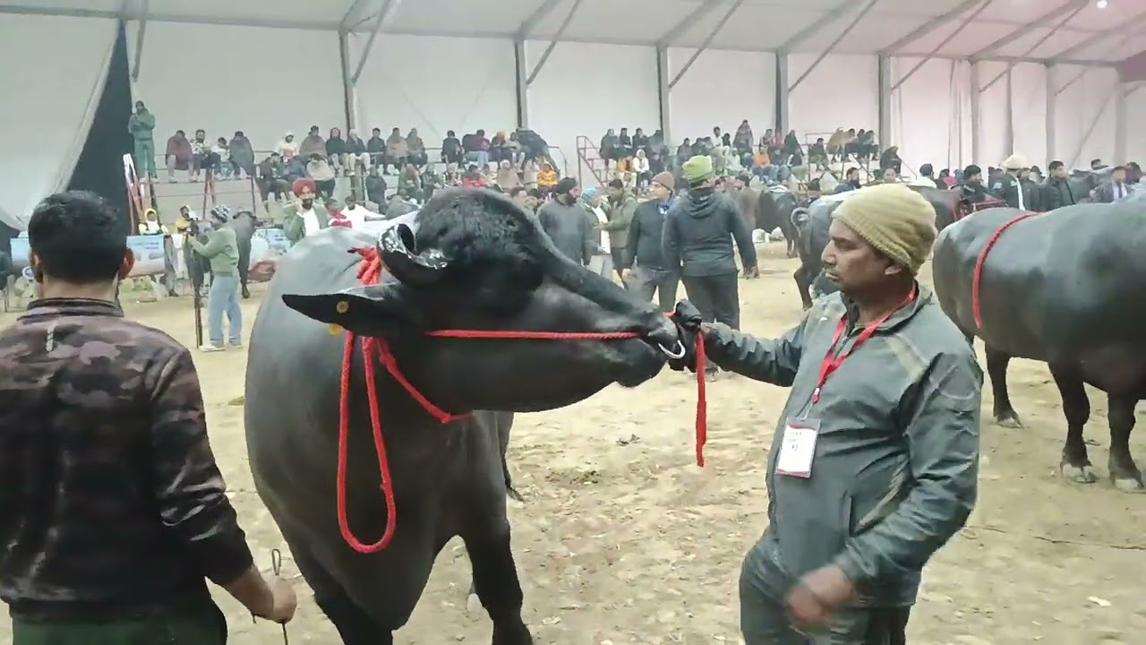 डीएफए कुरुक्षेत्र (झोटा) का फाइनल रिंग लेट ईवनिंग#bull #murraha #dairy farm #animals #farming 