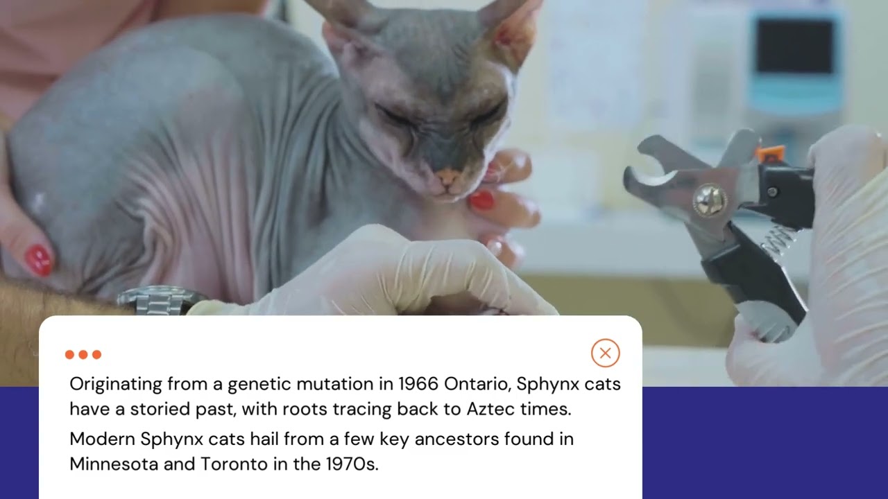 Breed Spotlight: Sphynx Cat