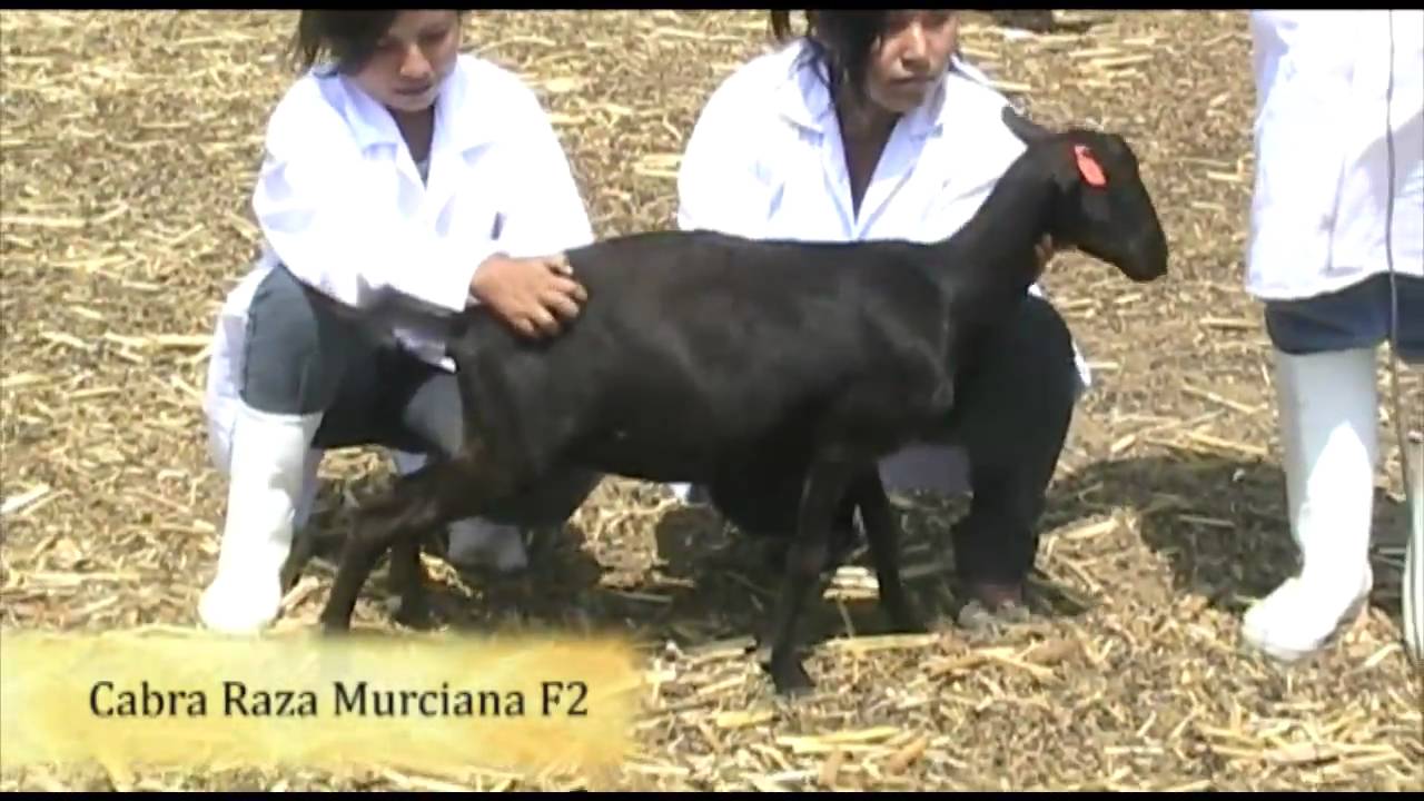 Cabras del Fundo Don Pio -Sta. Bárbara - Cañete