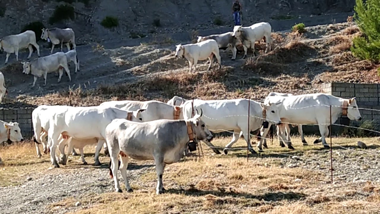 Vacche Podoliche-Marchigiane Tursi(MT)