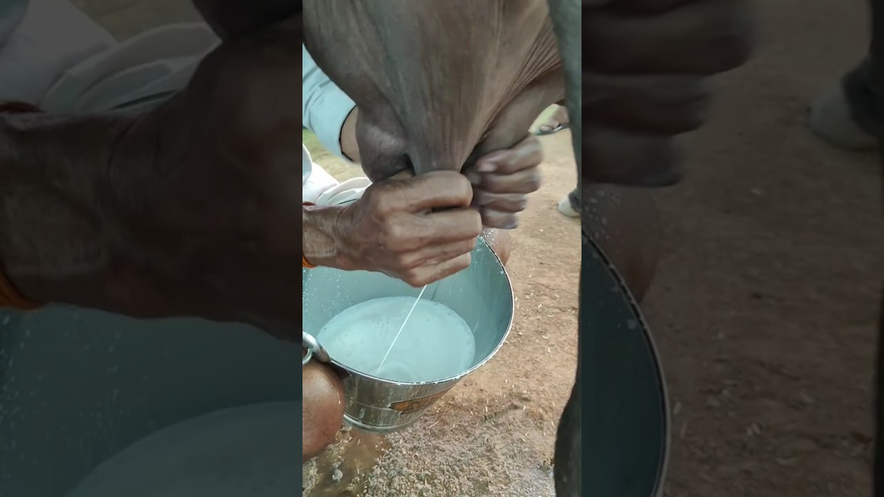 Buffalo Milking Scene 🐃🥛 Only Hands Visible #buffalomilking #realmilk #australiareels #short