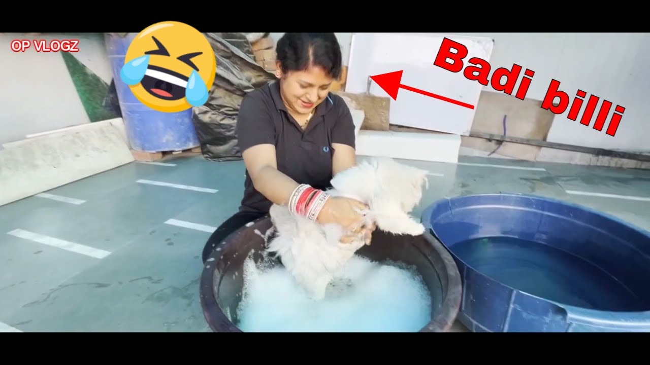 Badi billi ne choti billi ko nehlaya