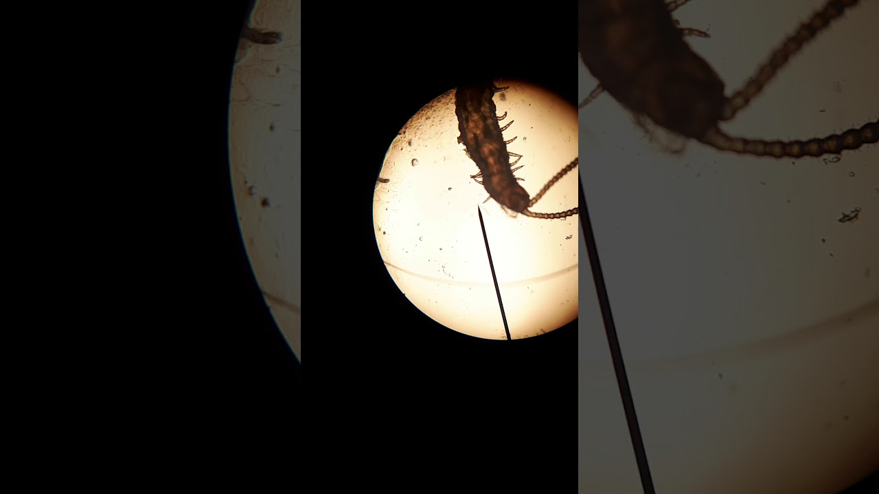 Capture de la microfaune du coll&egrave;ge