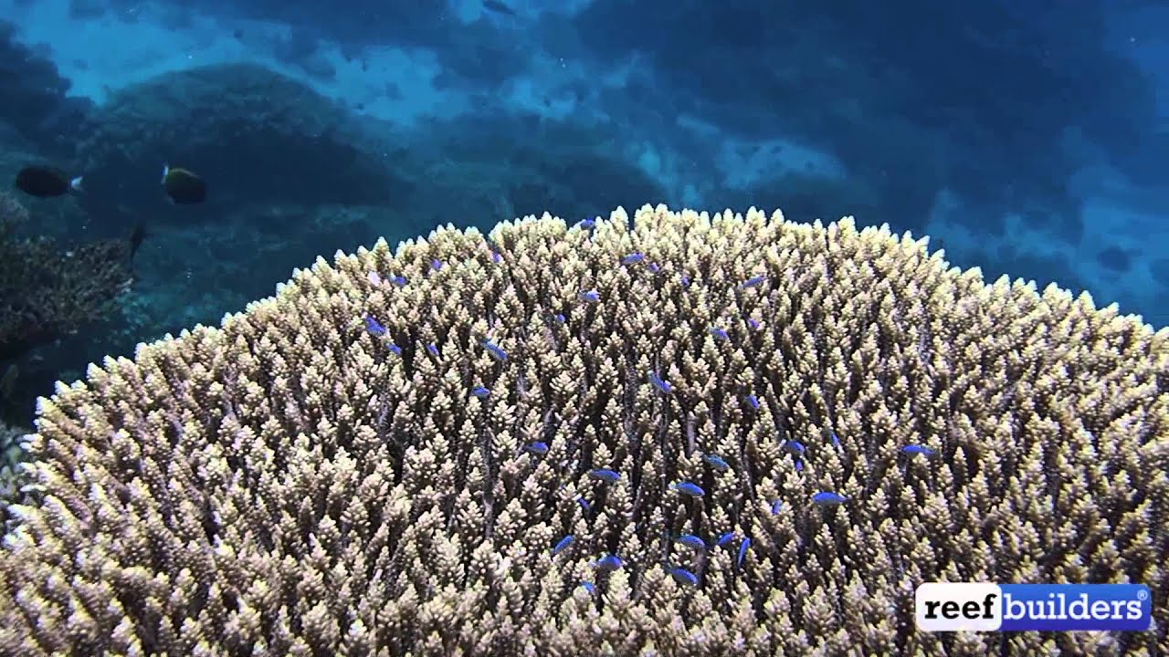 Green Chromis in Acropora coral