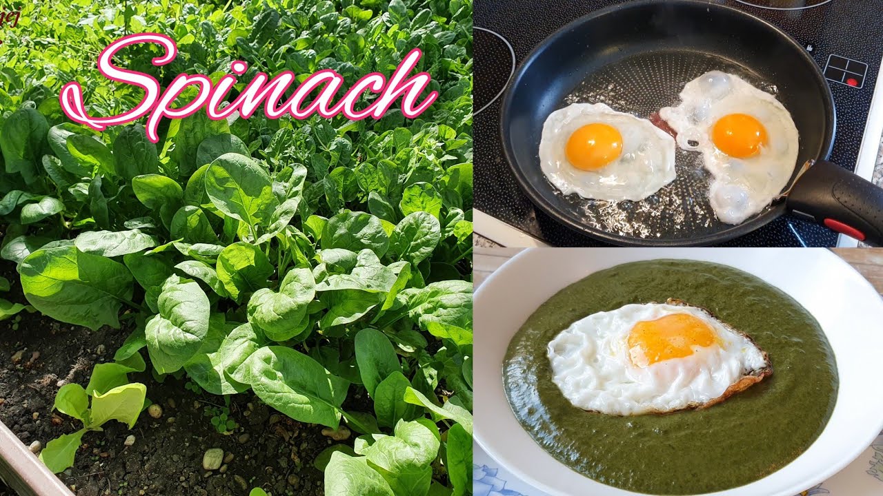 Простая, вкусная и полезная еда для всей семьи🔥💯 Шпинат - еда за несколько минут! | Cesminaz
