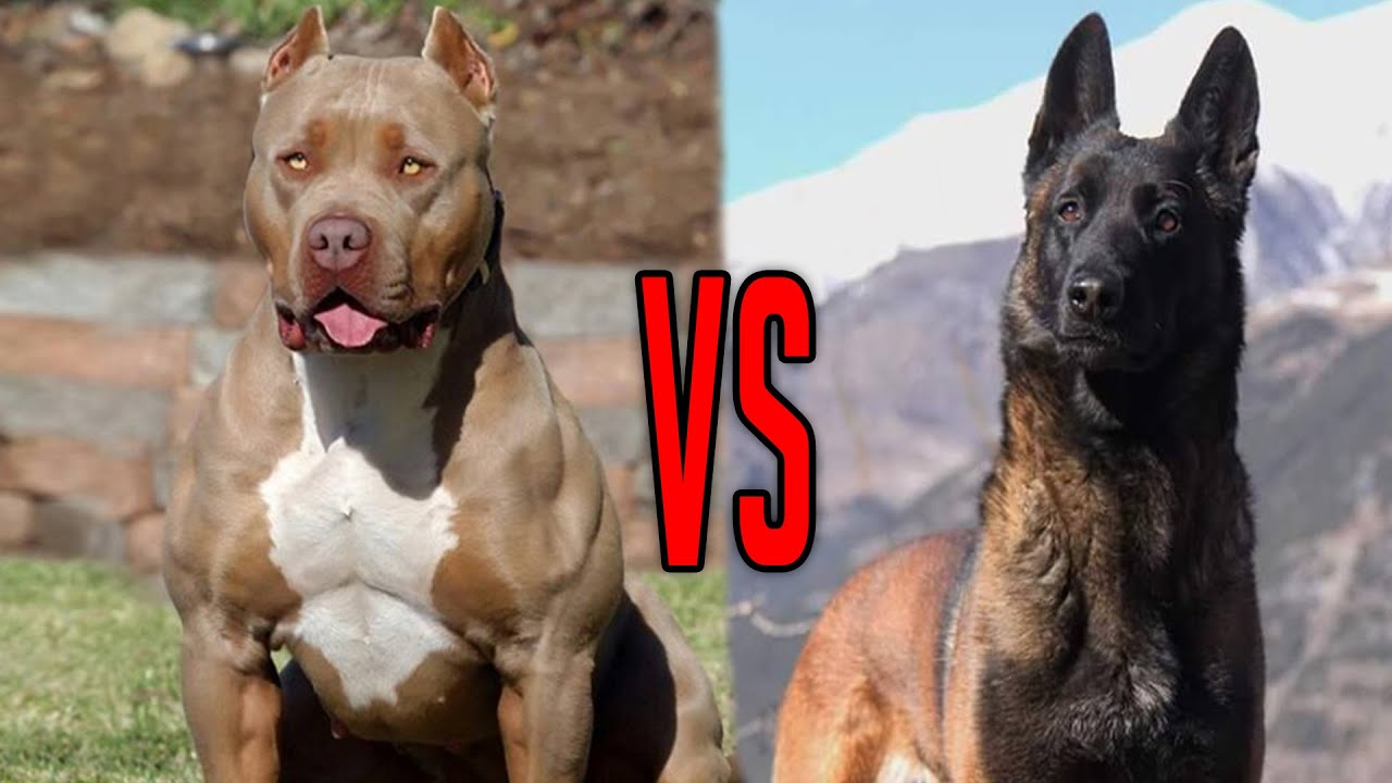 Belgian Malinois vs Pit Bull terrier