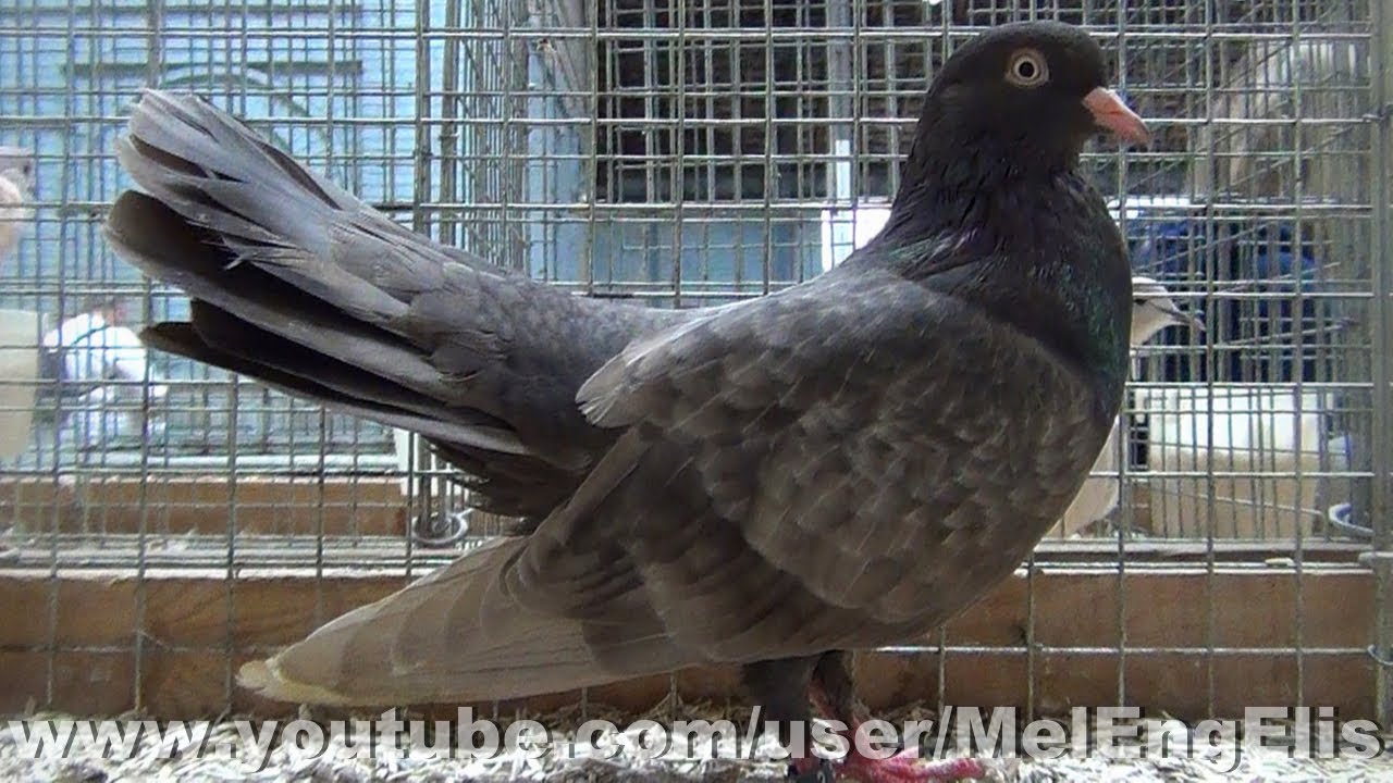 Pigeons Rouleurs Orientaux - Oriental Roller Pigeon - Orientalischer Roller Tauben