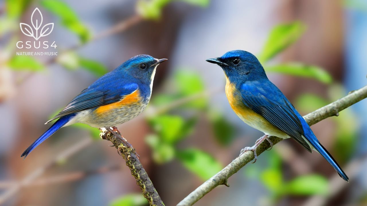 Birdsong in Forest | Morning Birds and Peaceful Nature Sounds for Stress Relief - Sounds for Sleep
