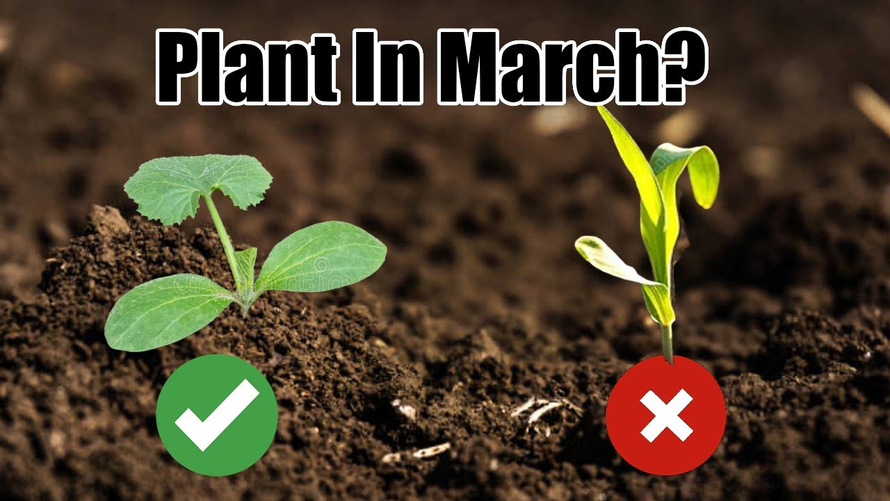 10 Vegetables to Plant in March 2025