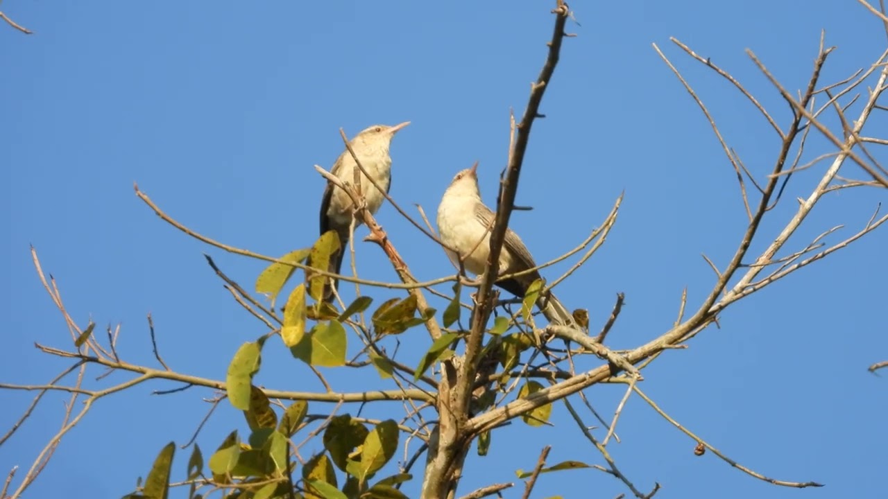 THOSE ARE VERY NOISE BIRDS: THE THRUSH LIKE-WREN! ESSAS AVES SÃO  BARULHENTAS: CONHEÇA OS NICOLAUS!