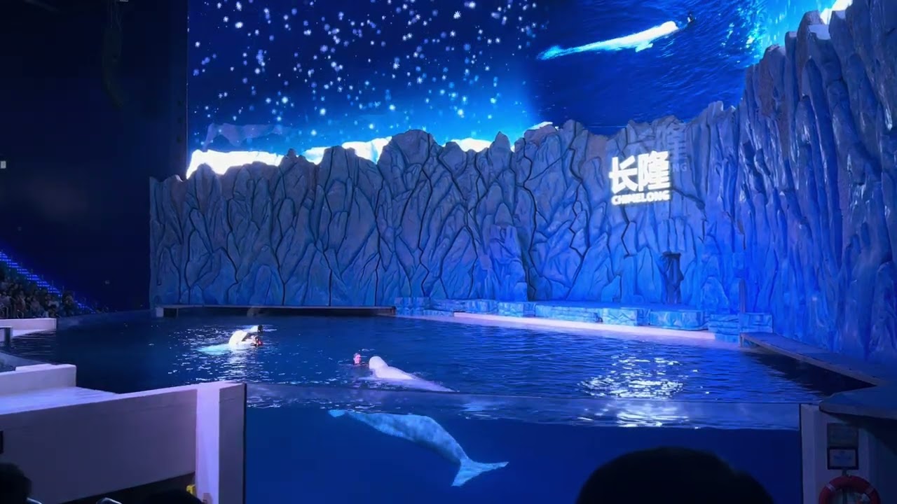 Dolphin Show at Chimelong Zhuhai 6/1/2026 #chimelong #zhuhaichimelong #zhuhaitravel #zhuhai 