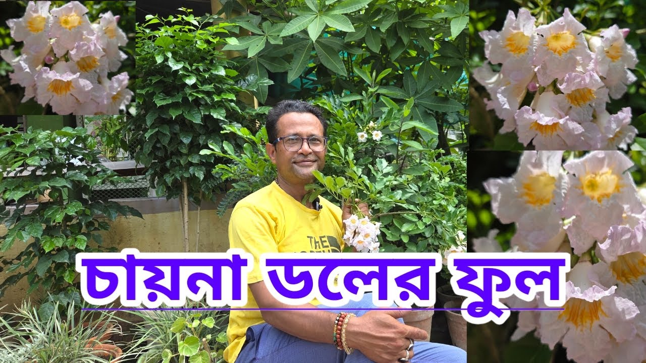 চায়না ডলের ফুল||Flowers Of Chaina Doll||Shree Sanjiban||