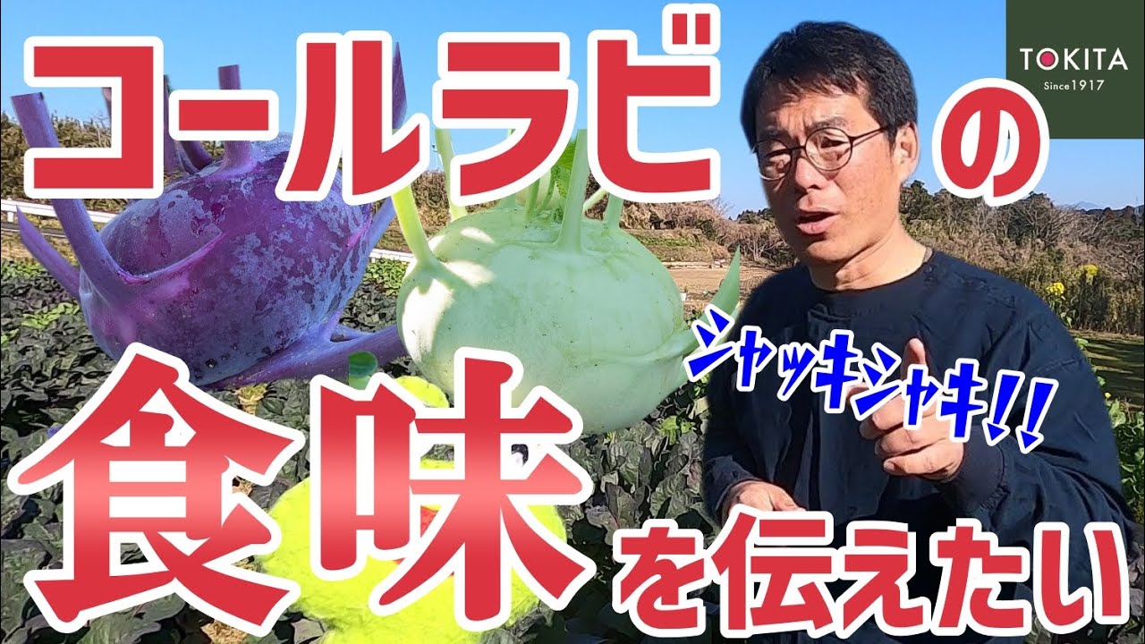 【ｼｬｯｷｼｬｷ】コールラビは 「味」「食感」が良い！ 見た目だけじゃない魅力を紹介【ブリーダー解説】